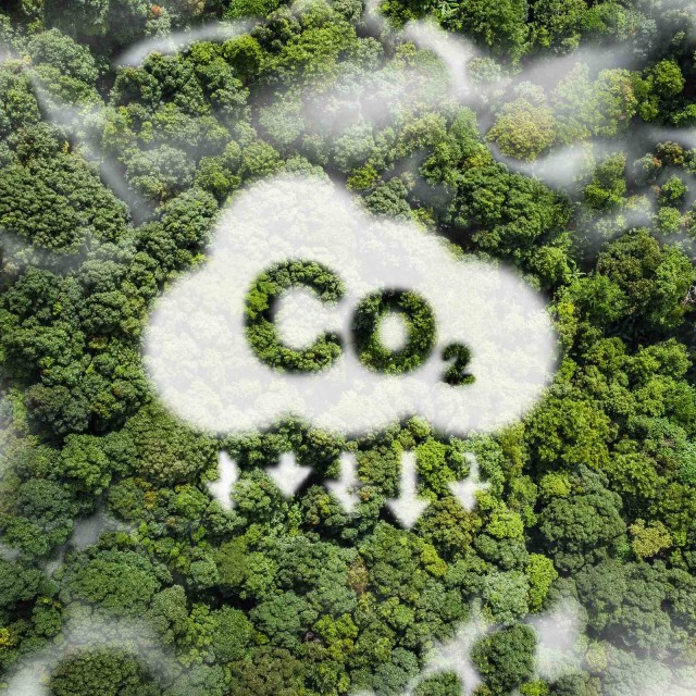 CO2 Emissionen Wolke Wald