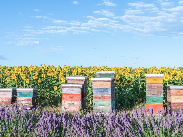 Bunte Bienenkästen vor Sonnenblumenfeld 