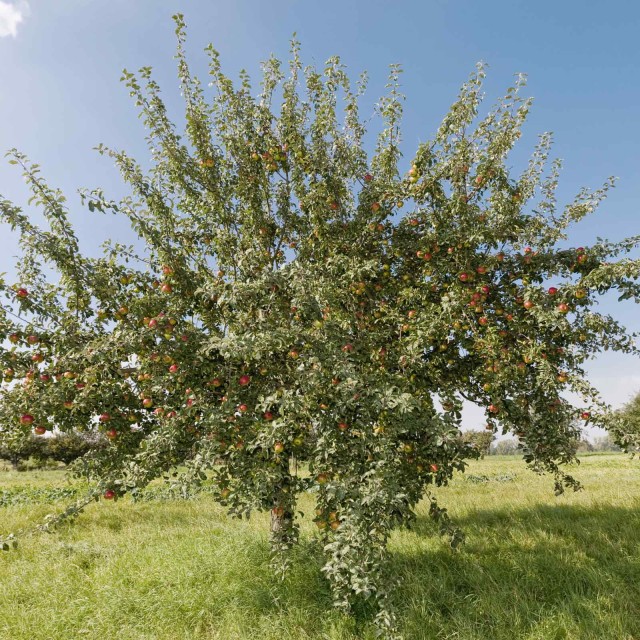 Kleiner Apfelbaum auf einer Wiese 