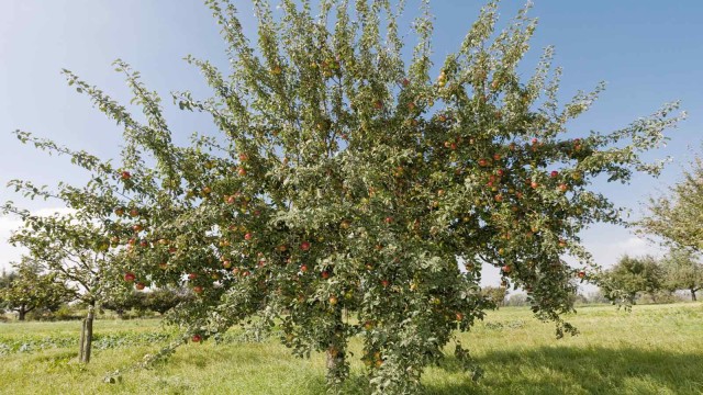 Kleiner Apfelbaum auf einer Wiese 