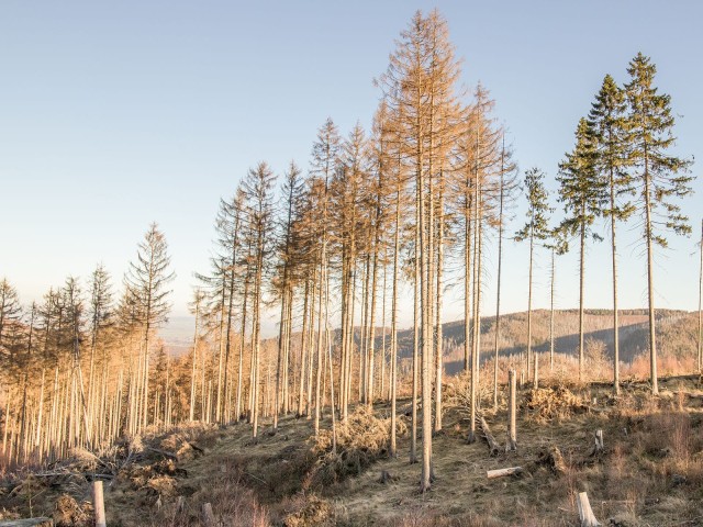 Trockene Tannen und Wälder durch Hitze und Extremwetter