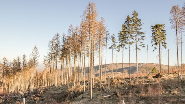 Trockene Tannen und Wälder durch Hitze und Extremwetter