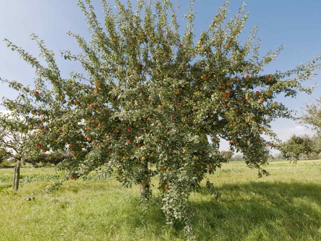 Kleiner Apfelbaum auf einer Wiese 