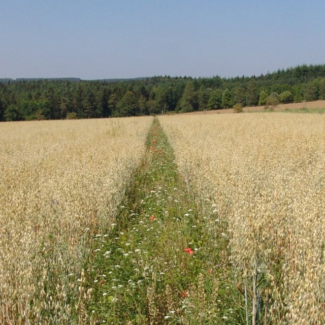 Streifenförmige Freiflächen mit Ackerwildkräutern