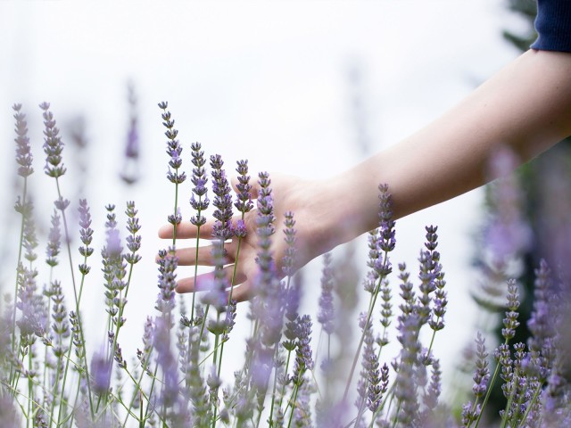 Hand streift durch blühende Lavendelpflanzen 