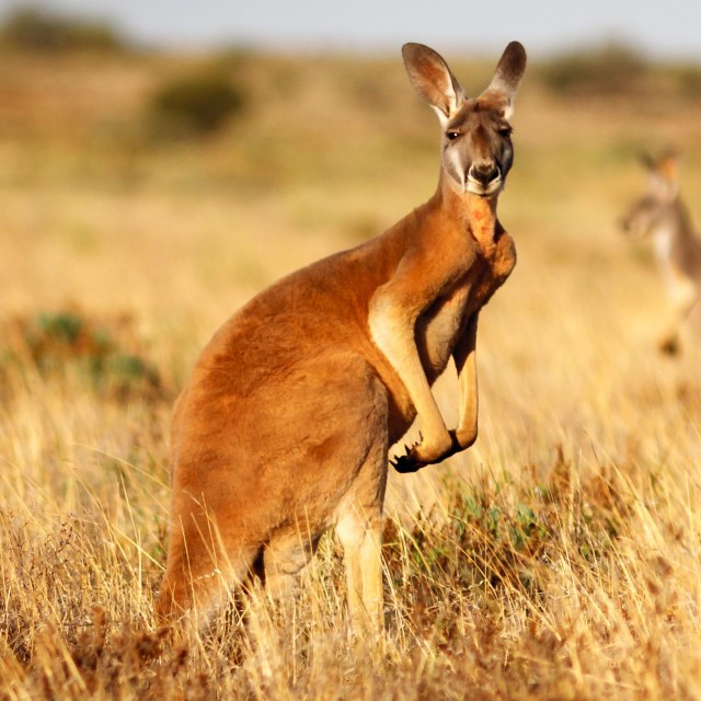 Kangaroo in Australia in the outback