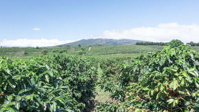 Exportfinanzierung: Großflächiger Kaffeeanbau